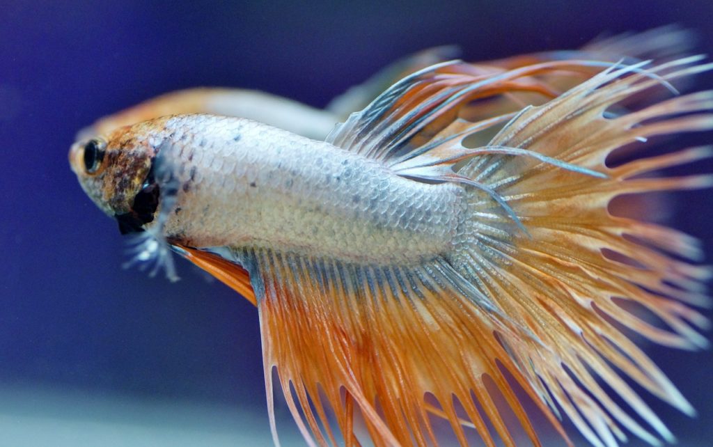 Crowntail Betta