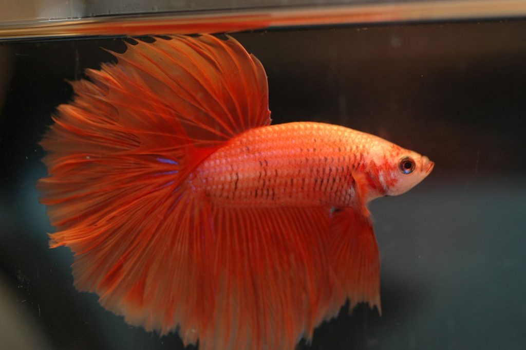 Solid orange betta.