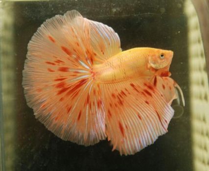 Orange Dalmatian Betta
