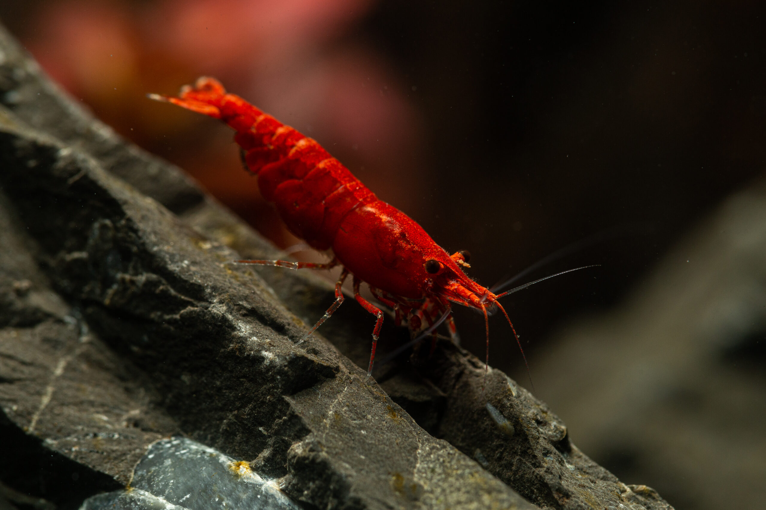 Dwarf Cherry Shrimp
