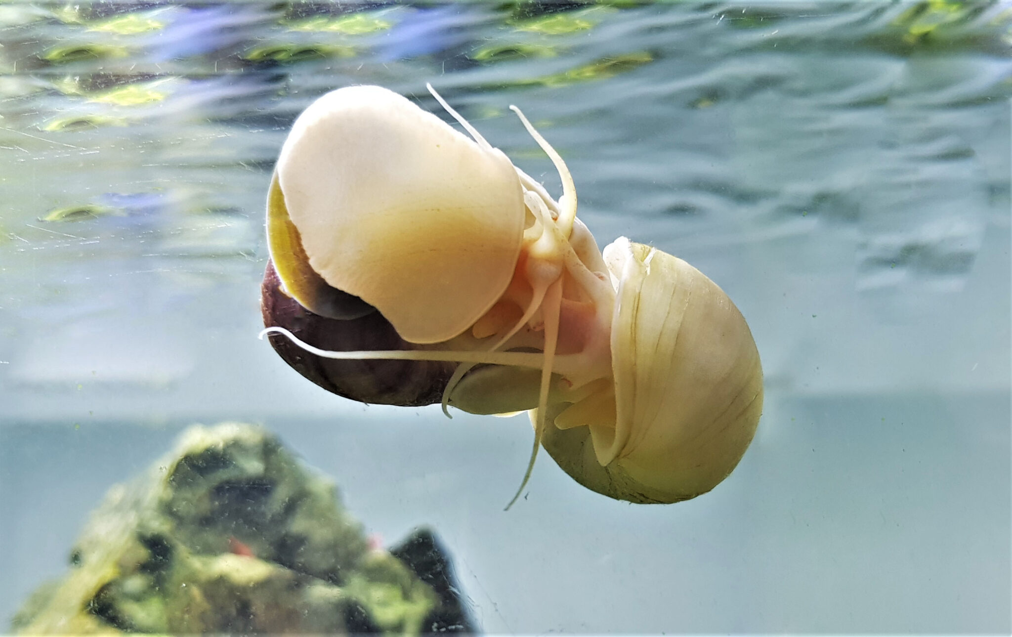 The Apple Snail (Pomacea bridgesii) Keeping Fish